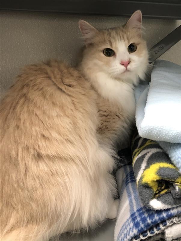 Cora, a ADOPTABLE Domestic Long Hair in Prince Frederick, MD image 2/3