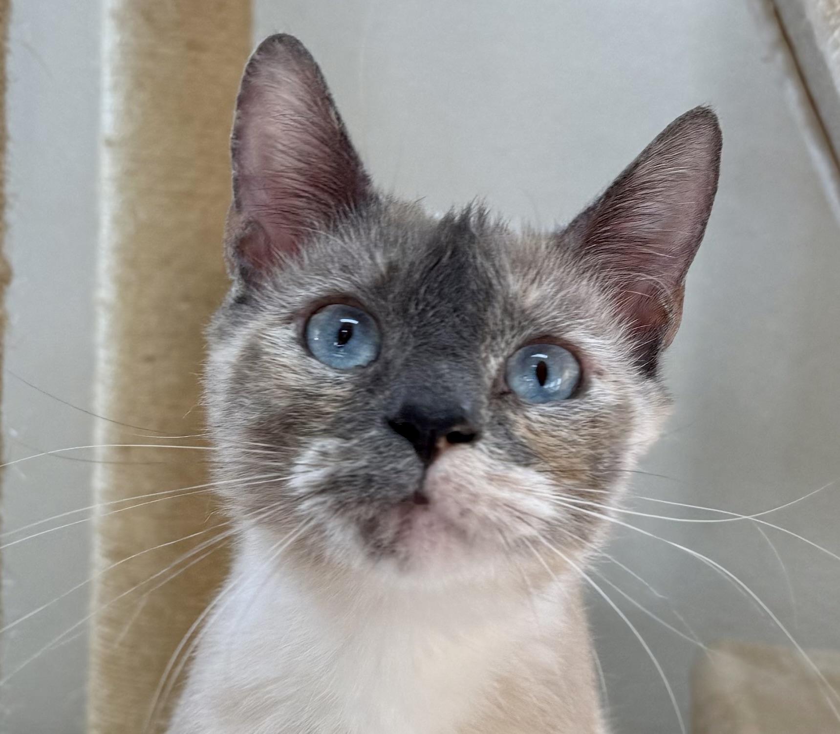Fluffernutter, ADOPTABLE, Adult Female Siamese.