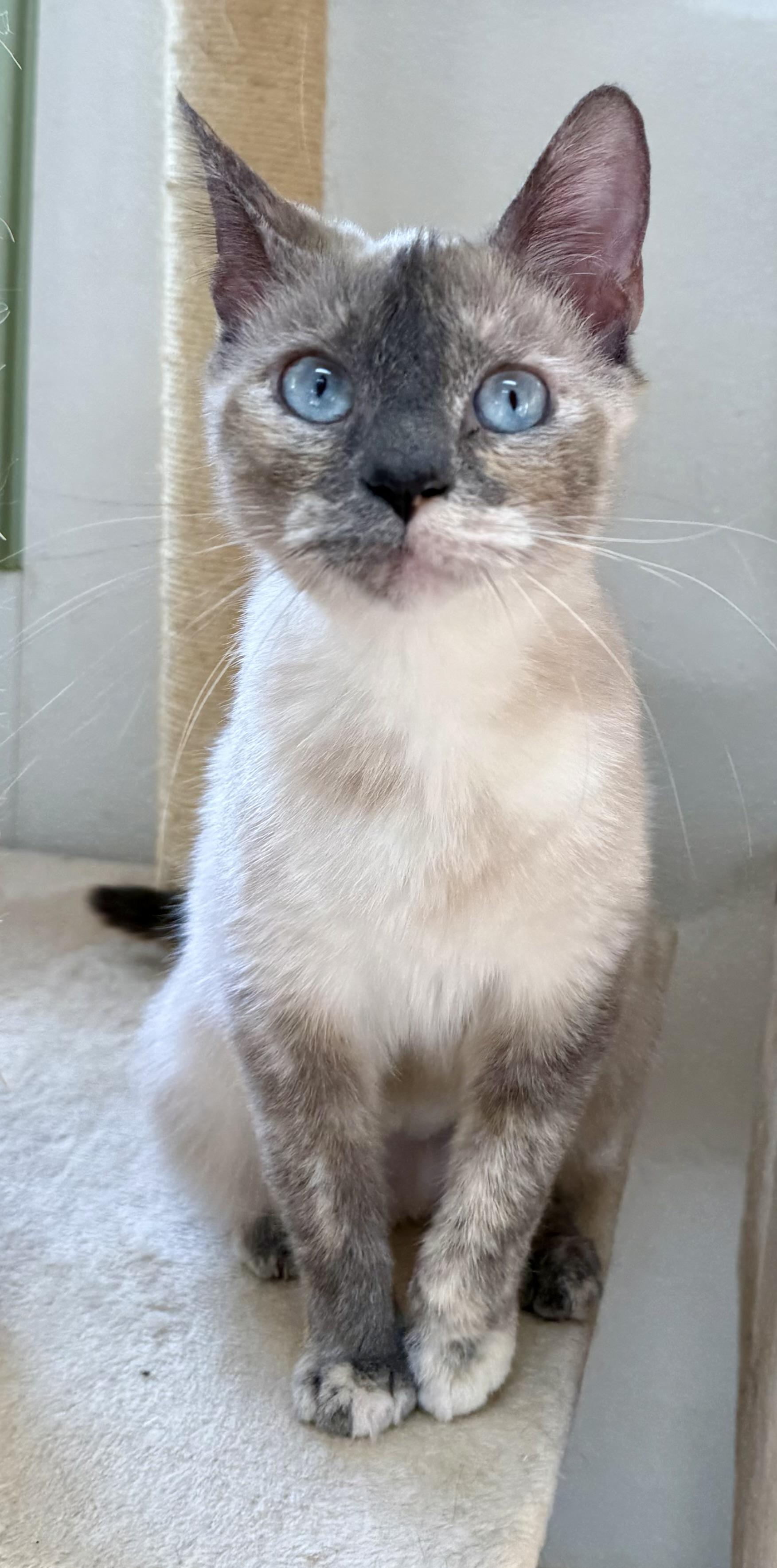Fluffernutter, a ADOPTABLE mixed breed in Springfield, VT image 2/3
