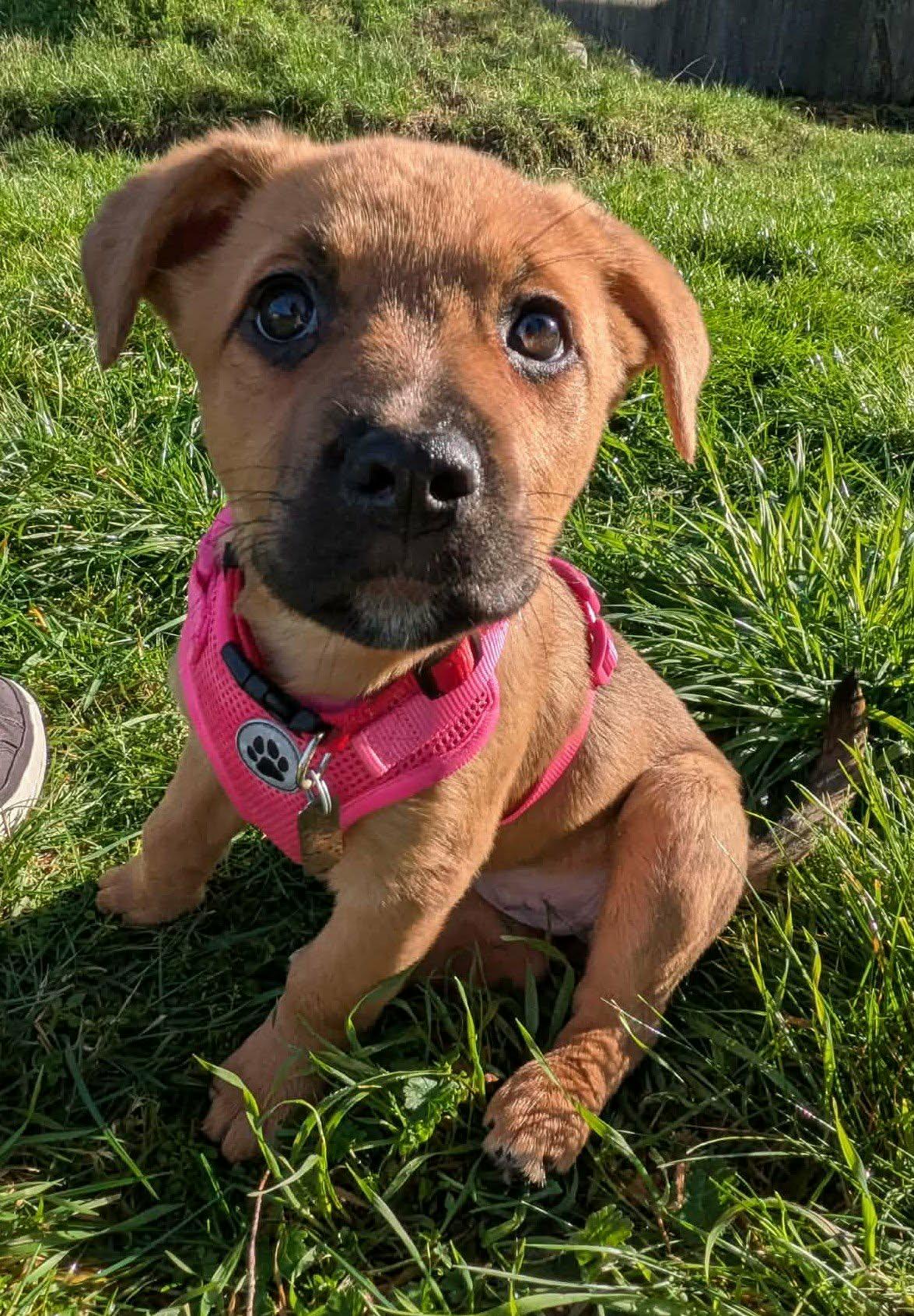 Enlarge Comet, an adopted mixed breed in Puyallup, WA image 1/1