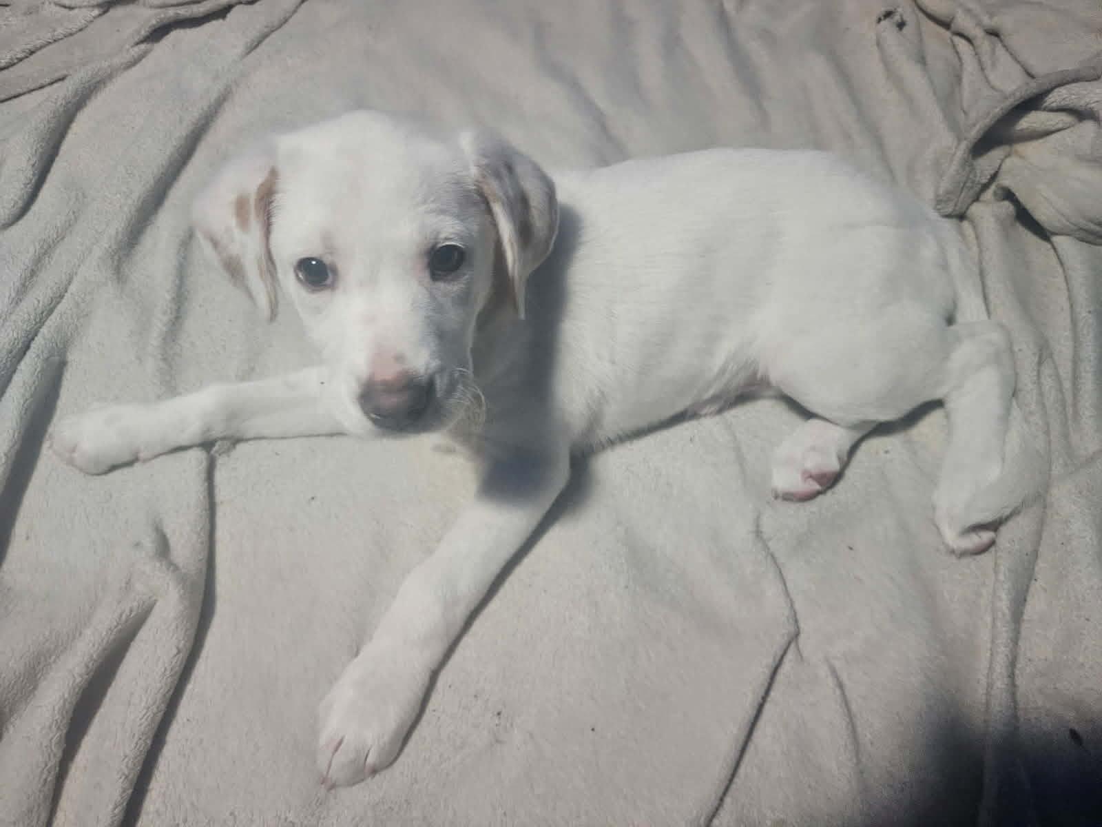 Arie, ADOPTABLE, Puppy Female Labrador Retriever.