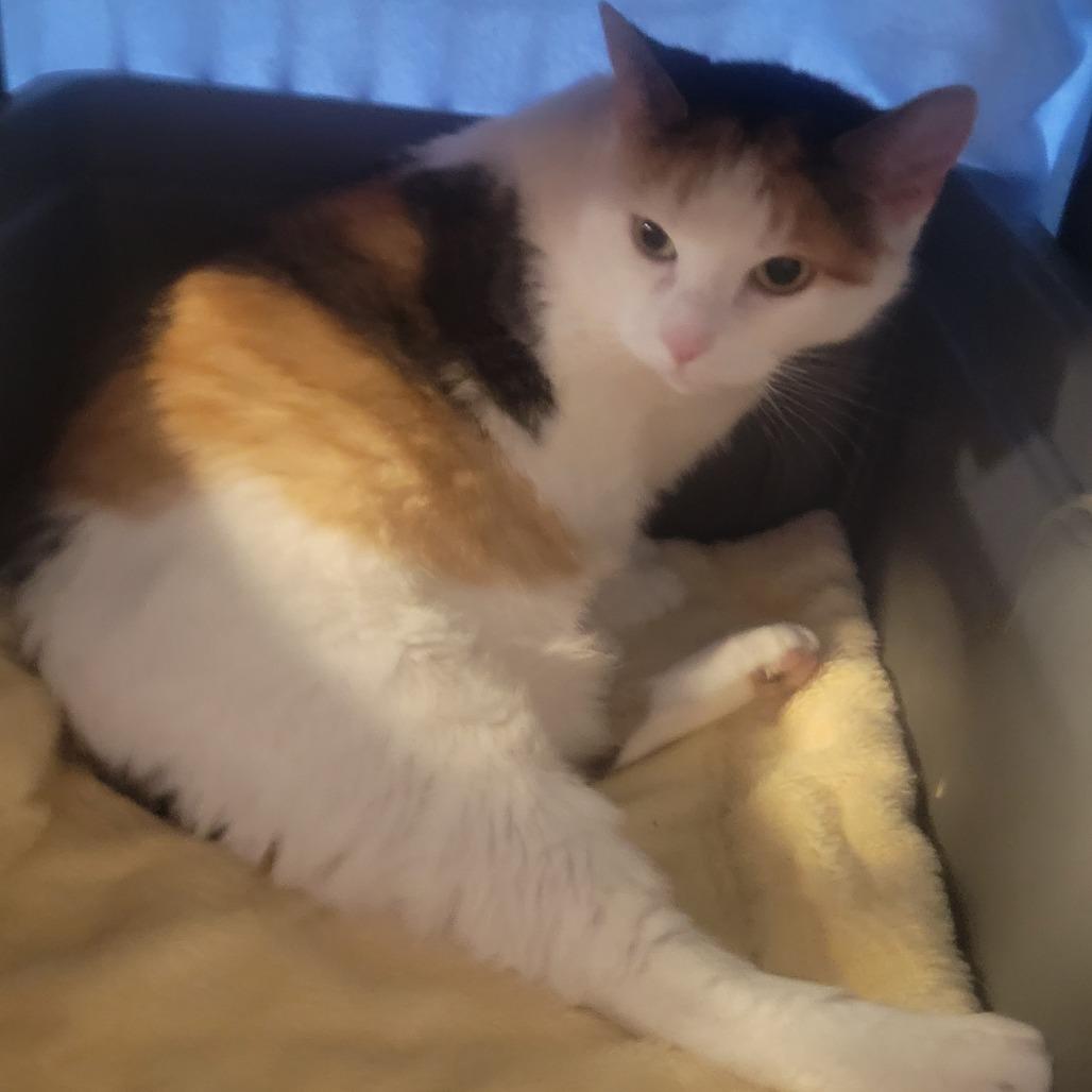 Lilith (Lils), ADOPTABLE, Senior • Female, American Bobtail & Domestic Short Hair.