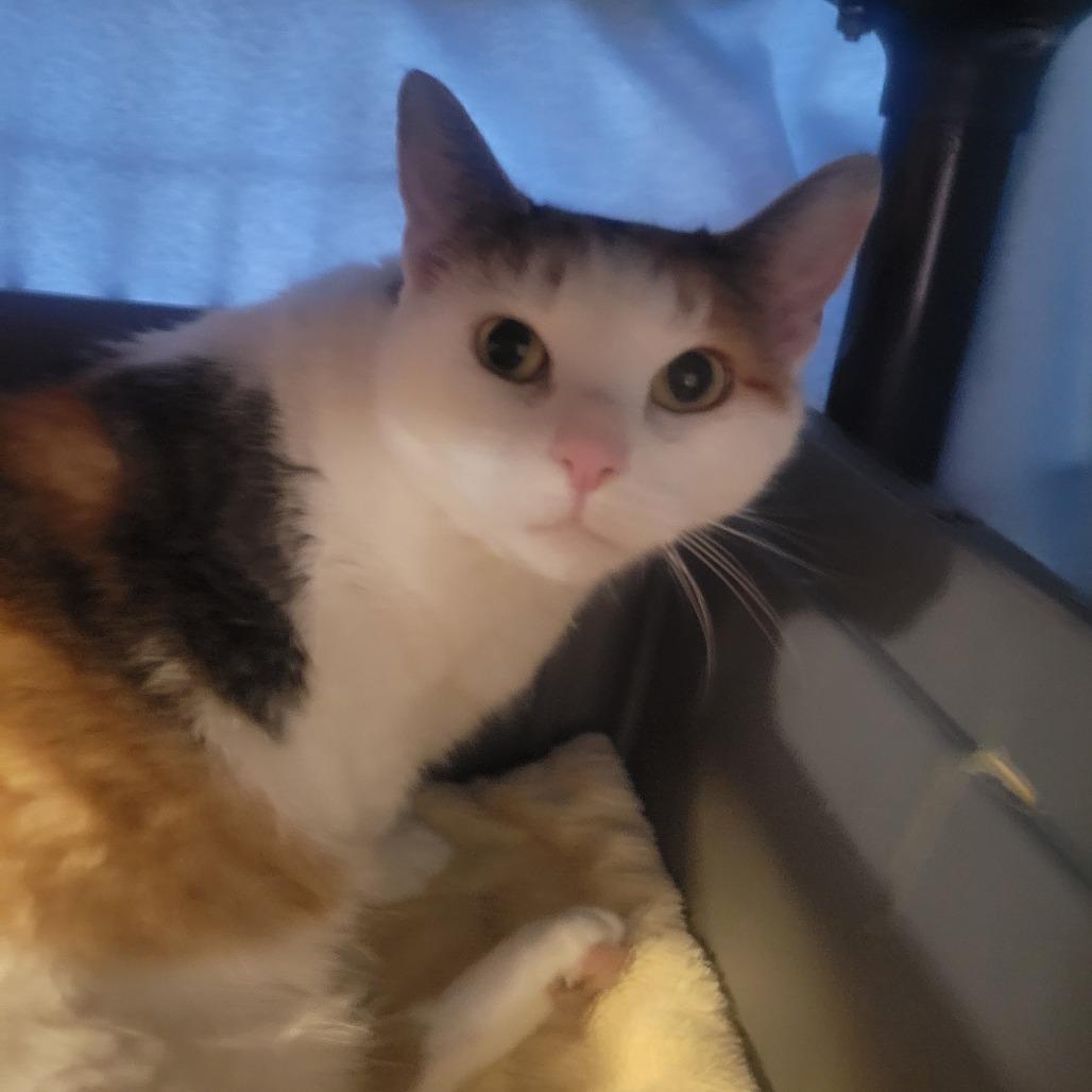 Enlarge Lilith (Lils), a Adoptable mixed breed in Jessup, MD image 2/3