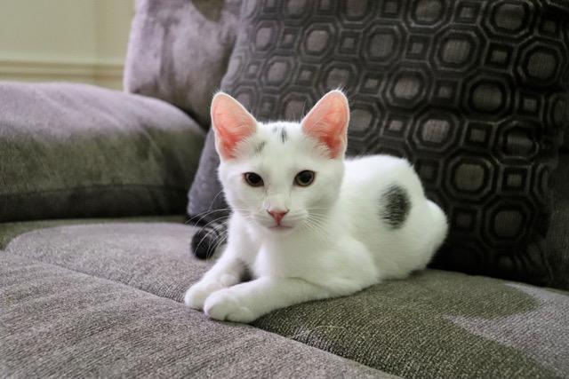 Tony, a ADOPTABLE Domestic Short Hair in Wayne, NJ image 2/4
