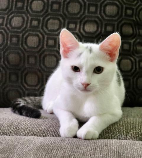 Tony, ADOPTABLE, Kitten Male Domestic Short Hair.