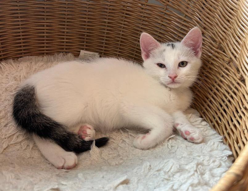 Enlarge Tony, a ADOPTABLE Domestic Short Hair in Wayne, NJ image 1/1