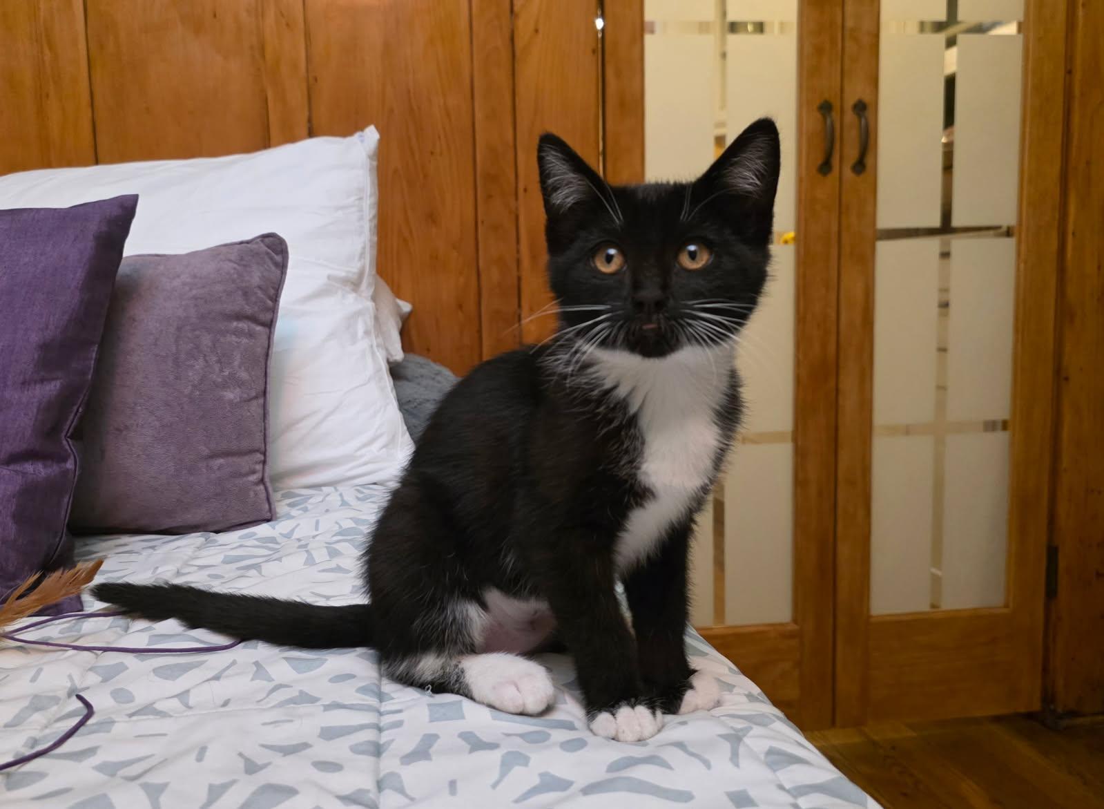 Wendy, Adoptable, Kitten Female Domestic Short Hair.