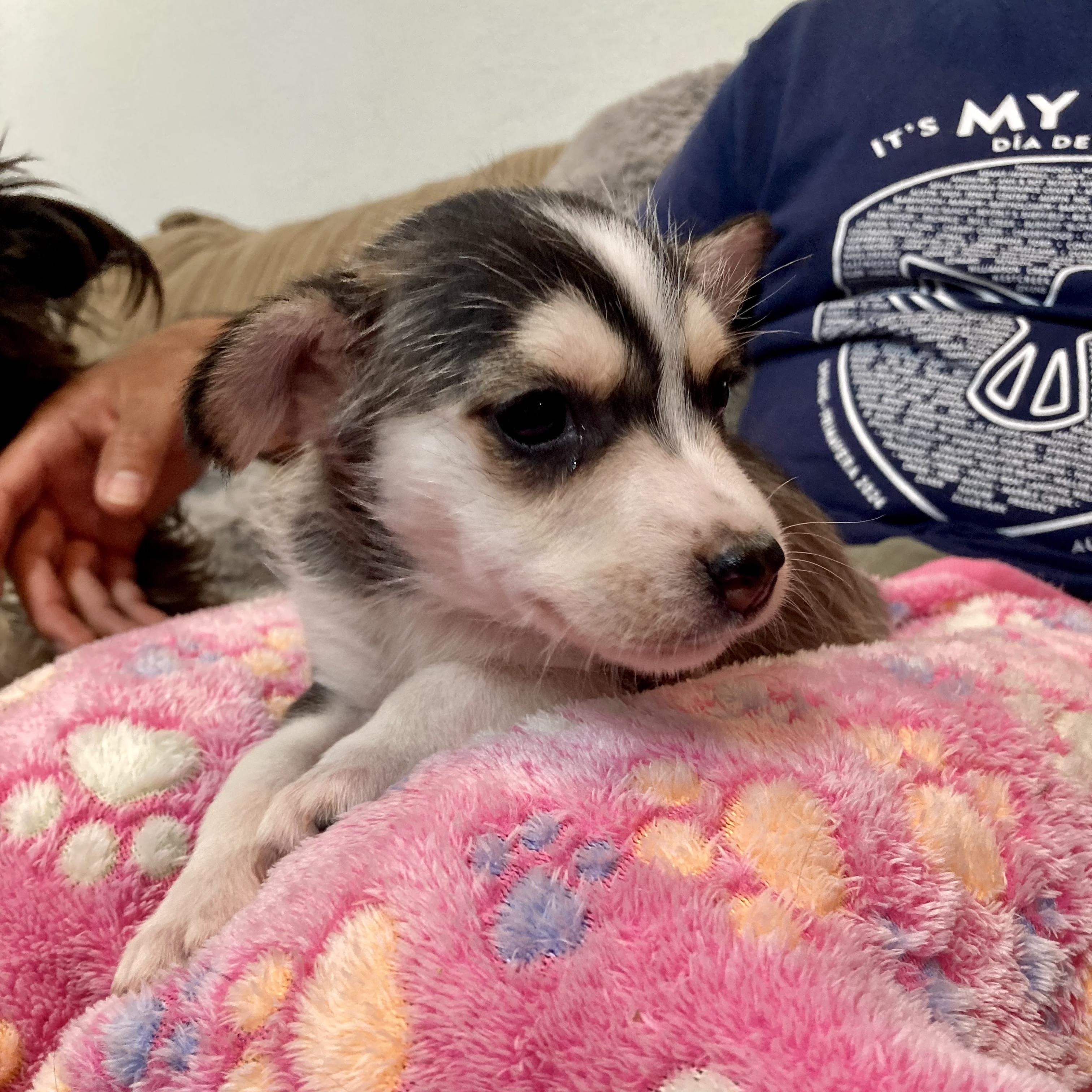 Bonnie — thumbnail 4