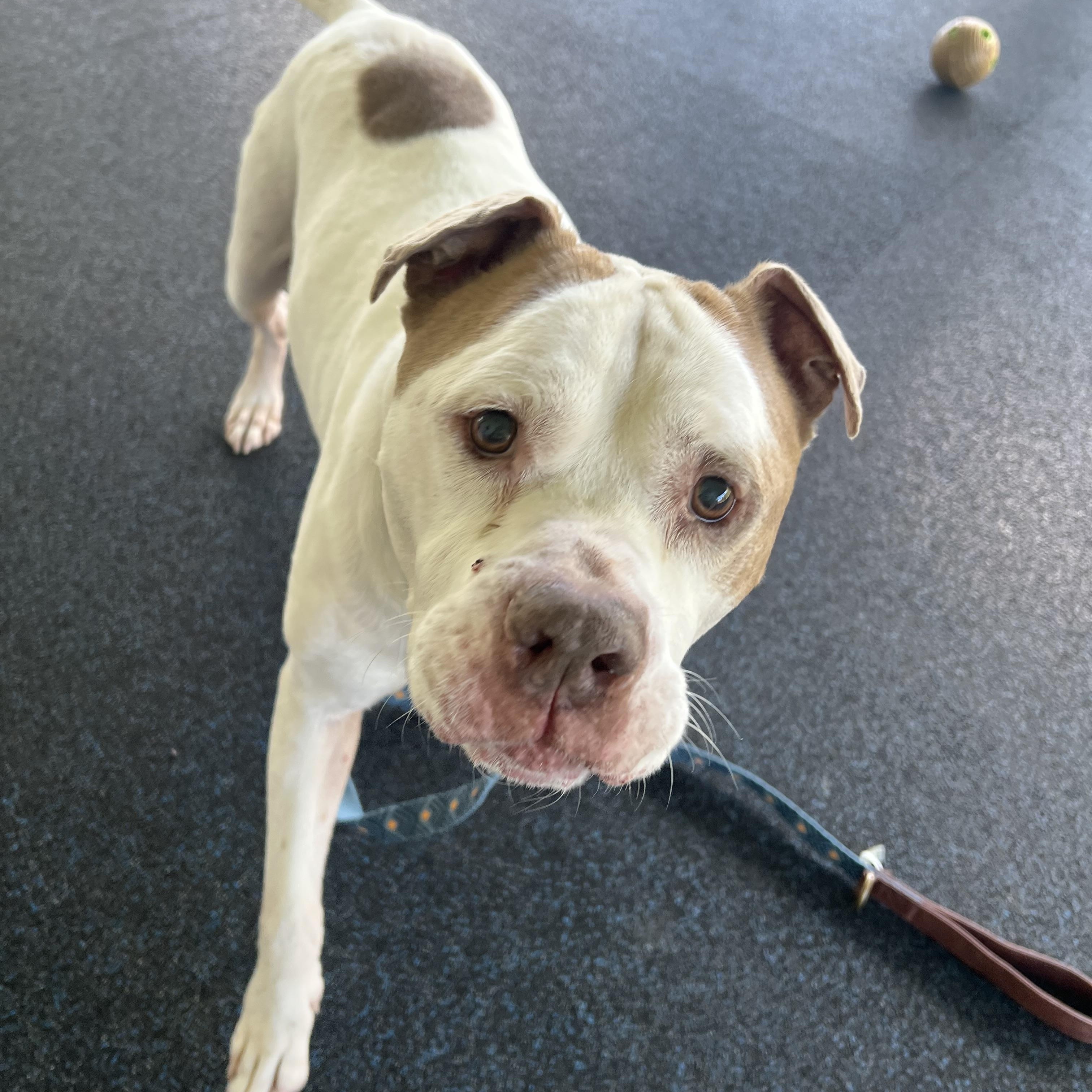 Enlarge Blue, a Adoptable mixed breed in Ithaca, NY image 2/3