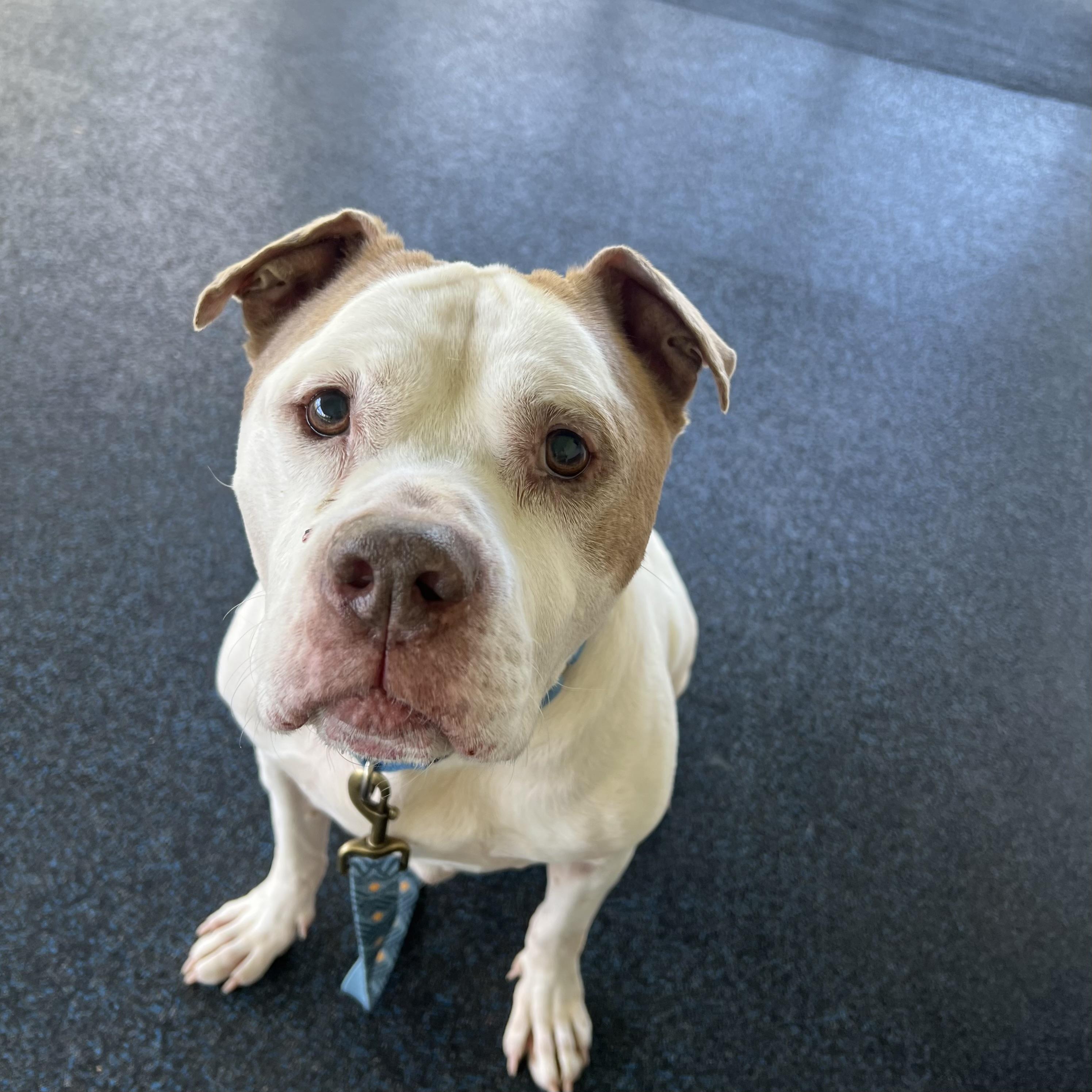 Blue, Adoptable, Senior Male Pit Bull Terrier.