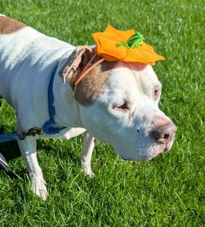 Enlarge Blue, a Adoptable mixed breed in Ithaca, NY image 3/3
