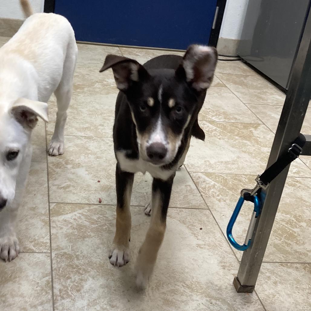 Austin, Adoptable, Puppy Female Mixed Breed.