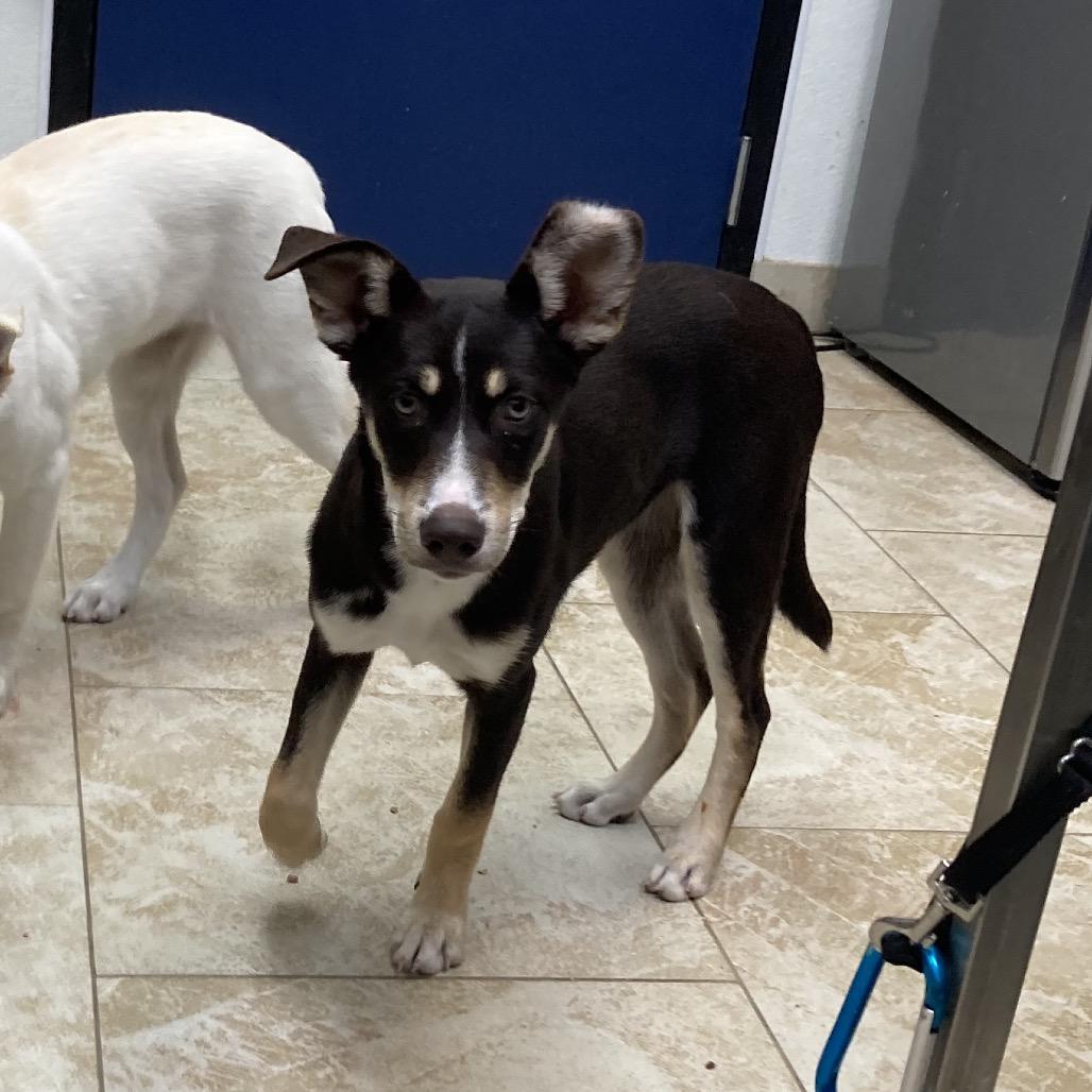 Austin, a Adoptable Mixed Breed in Galveston, TX image 2/6