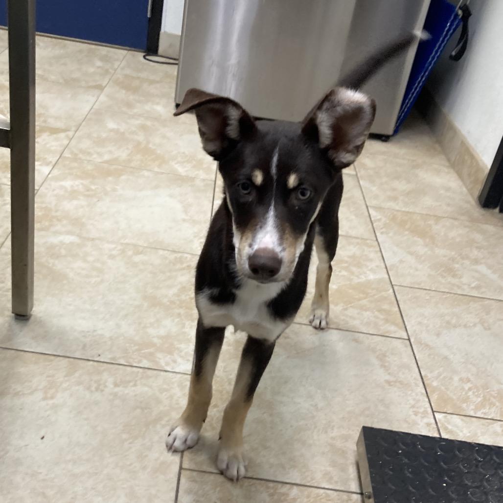 Austin, a Adoptable Mixed Breed in Galveston, TX image 3/6