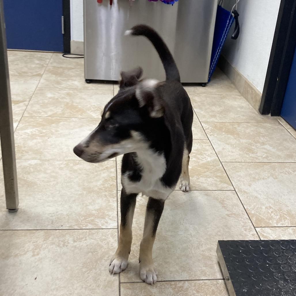 Austin, a Adoptable Mixed Breed in Galveston, TX image 4/6