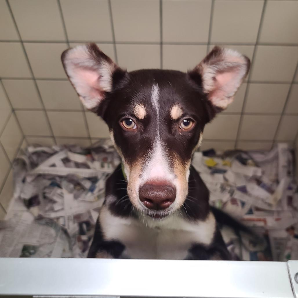 Austin, a Adoptable Mixed Breed in Galveston, TX image 5/6