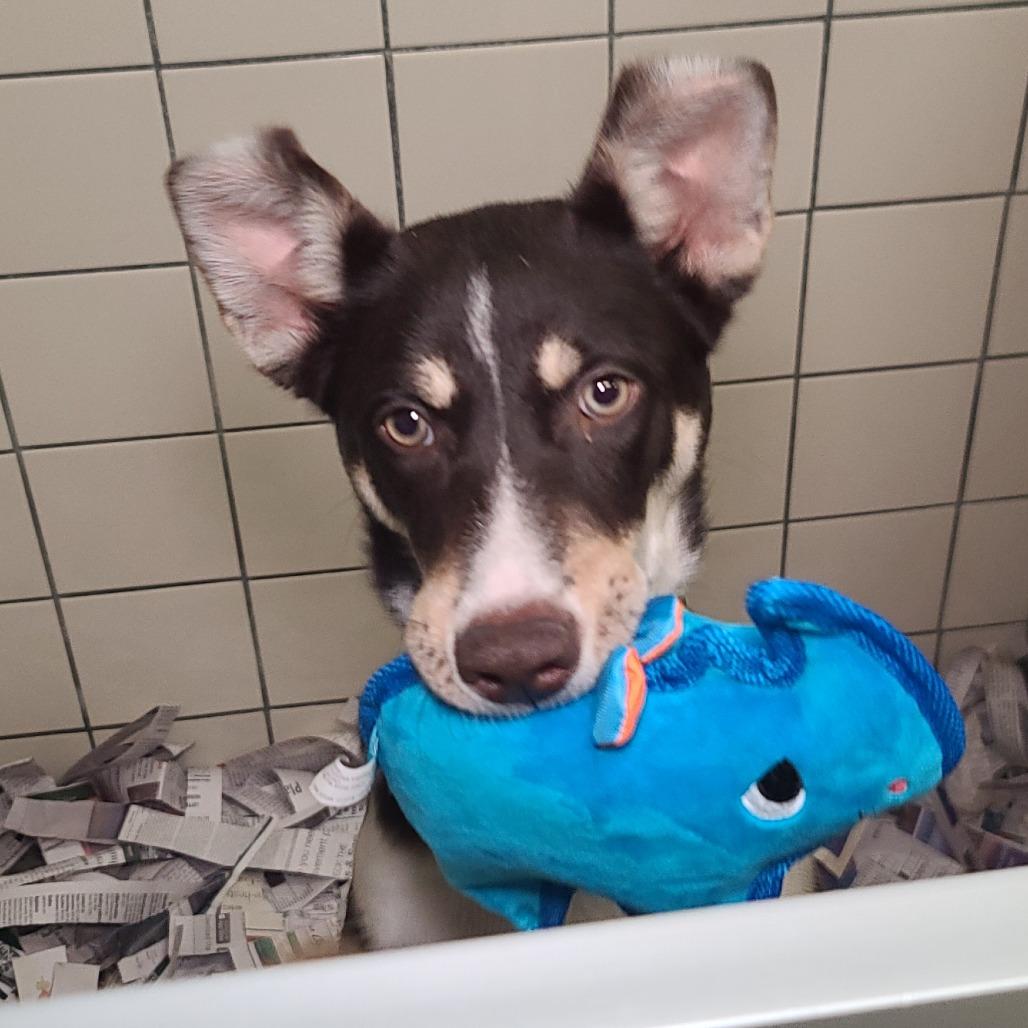 Austin, a Adoptable Mixed Breed in Galveston, TX image 6/6