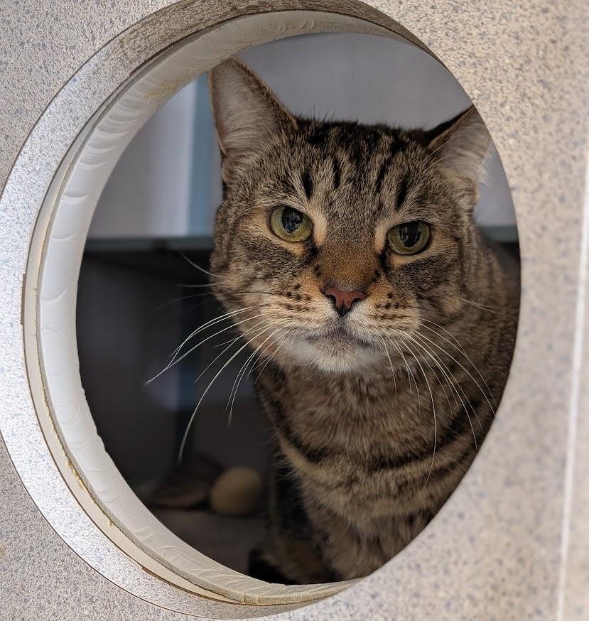 Enlarge Yzma, a ADOPTABLE Domestic Short Hair in Coquitlam, BC image 1/2