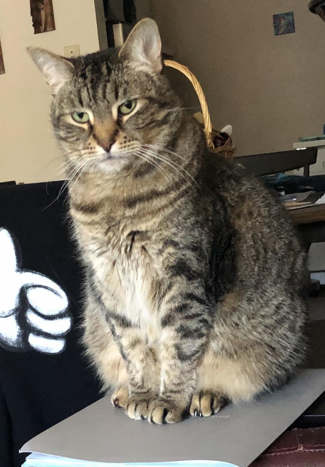 Enlarge Yzma, a ADOPTABLE Domestic Short Hair in Coquitlam, BC image 2/2