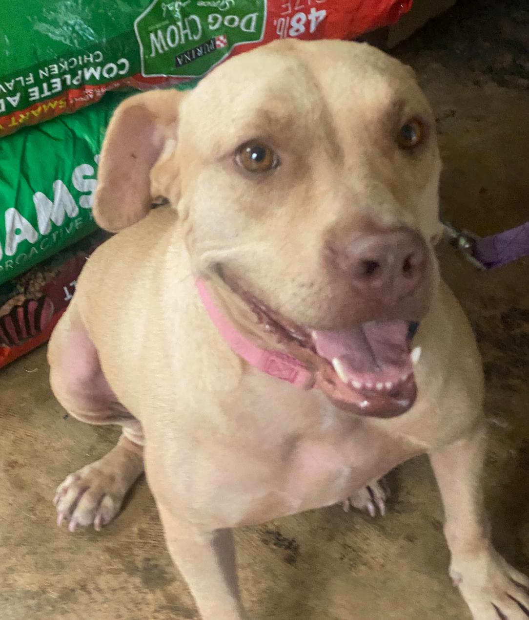 Hope, Adoptable, Adult Female Terrier.