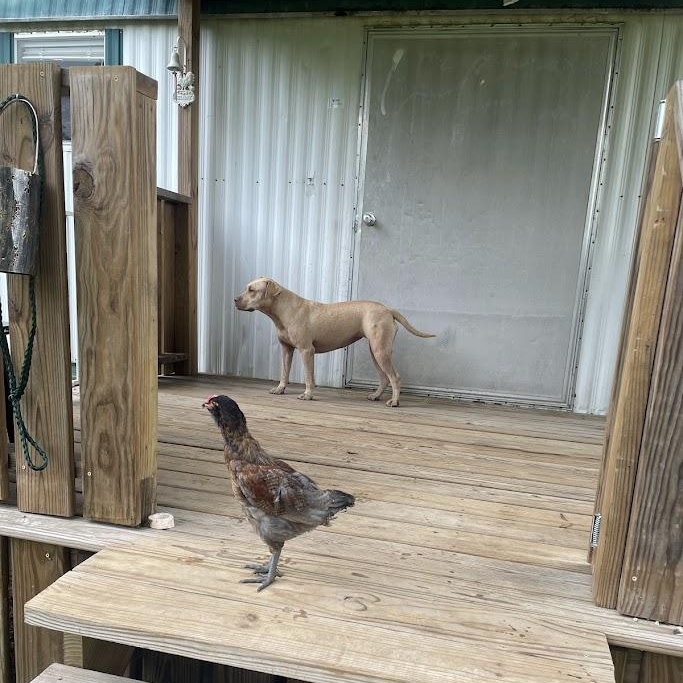 Hope, a Adoptable mixed breed in Ransomville, NY image 6/6