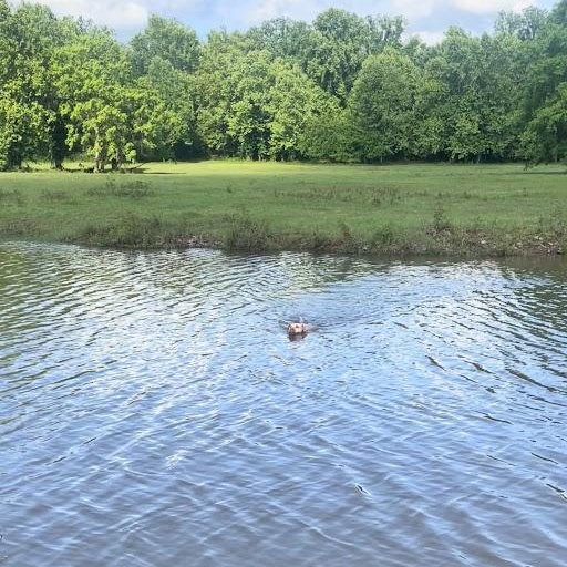 Hope, a Adoptable mixed breed in Ransomville, NY image 3/6