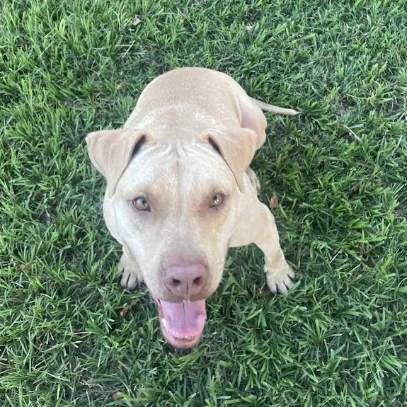 Hope, Adoptable, Adult Female Terrier.