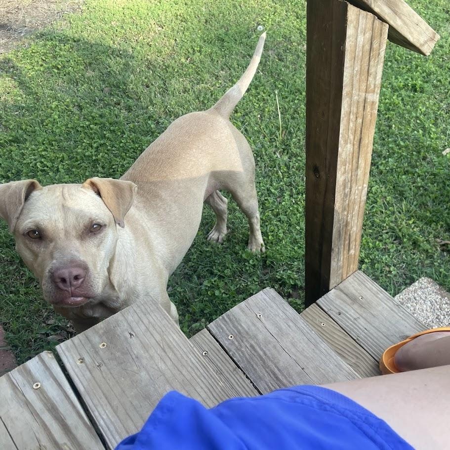 Hope, a Adoptable mixed breed in Ransomville, NY image 4/6