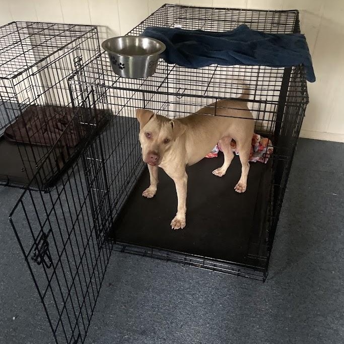 Hope, a Adoptable mixed breed in Ransomville, NY image 5/6