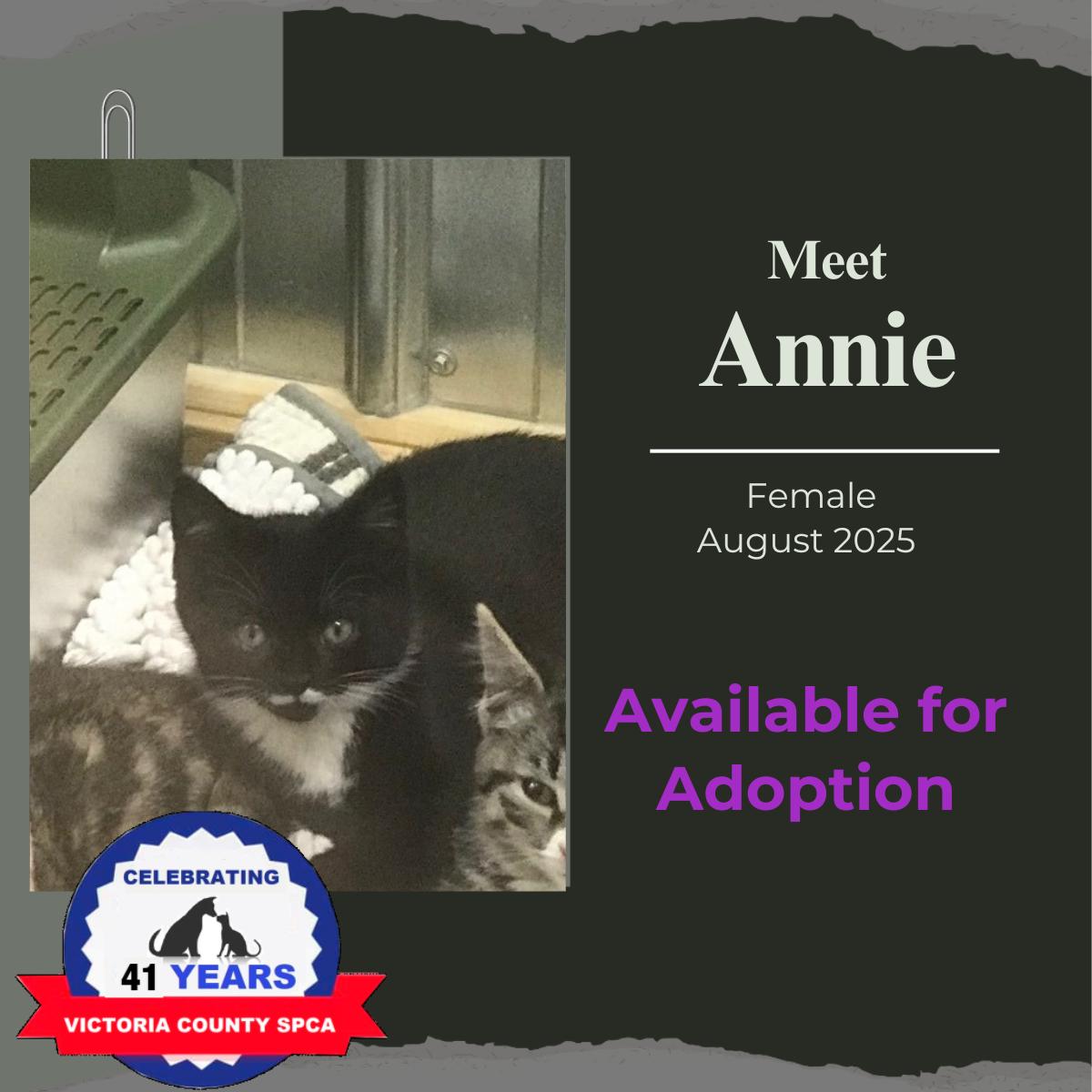 Annie, an adoptable Domestic Short Hair in Arthurette, NB, E7H 4C2 | Photo Image 1