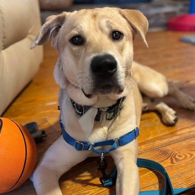 Enlarge OLLIE, an adoptable mixed breed in East Flat Rock, NC image 2/6