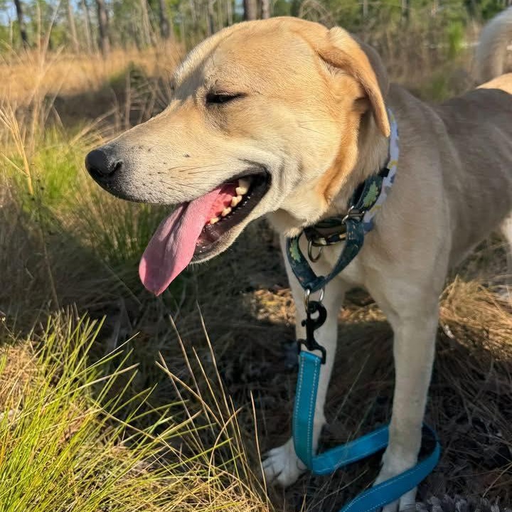 Enlarge OLLIE, an adoptable mixed breed in East Flat Rock, NC image 4/6