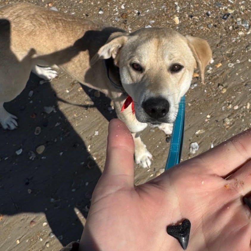 Enlarge OLLIE, an adoptable mixed breed in East Flat Rock, NC image 5/6