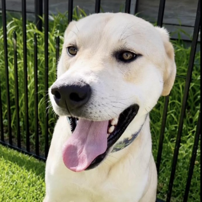 Enlarge OLLIE, an adoptable mixed breed in East Flat Rock, NC image 1/6