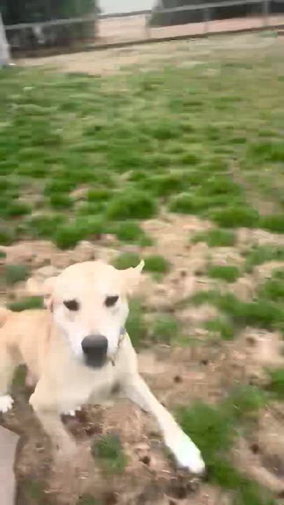 Enlarge OLLIE, an adoptable mixed breed in East Flat Rock, NC video 6/6