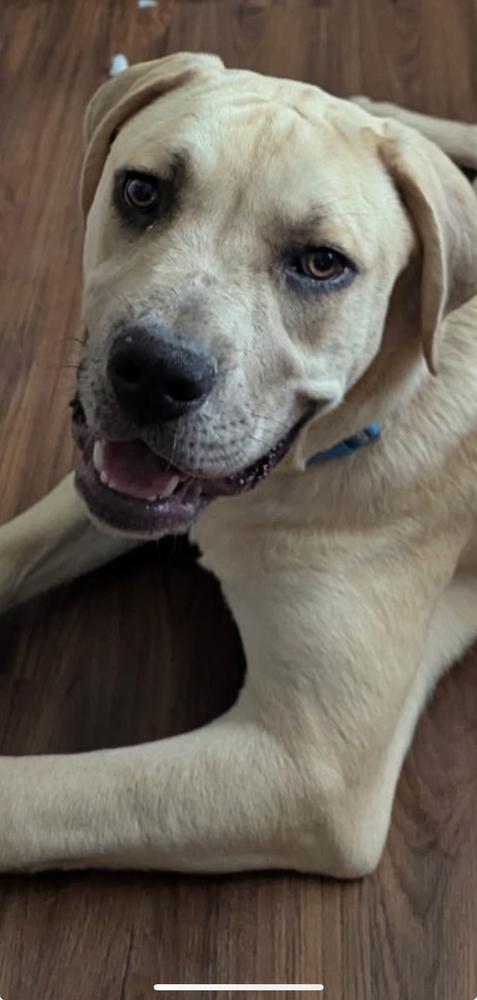 Hip Hop, Adoptable, Puppy Male Foxhound & English Bulldog.