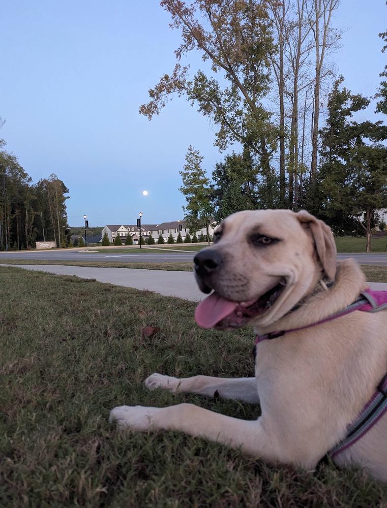Enlarge Hip Hop, a Adoptable mixed breed in Wake Forest, NC image 2/6