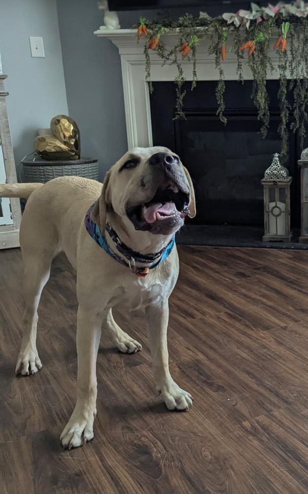 Enlarge Hip Hop, a Adoptable mixed breed in Wake Forest, NC image 3/6