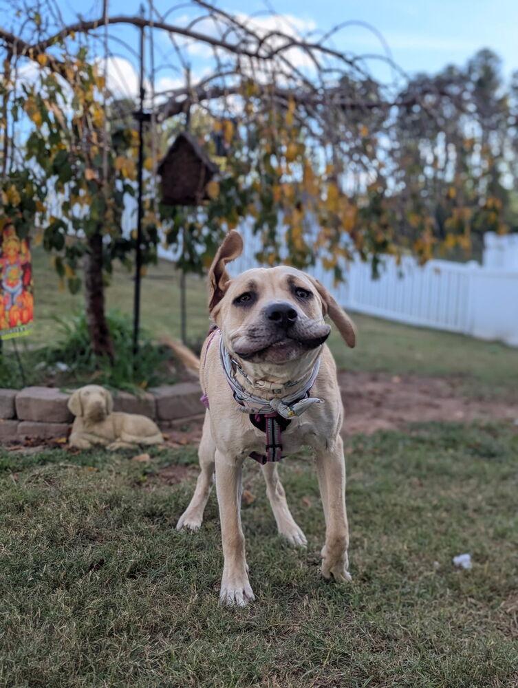 Enlarge Hip Hop, a Adoptable mixed breed in Wake Forest, NC image 4/6
