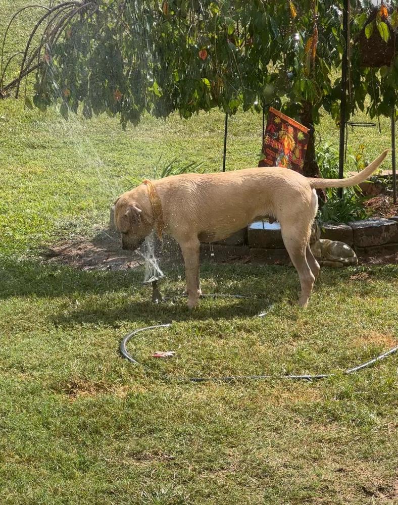 Enlarge Hip Hop, a Adoptable mixed breed in Wake Forest, NC image 6/6
