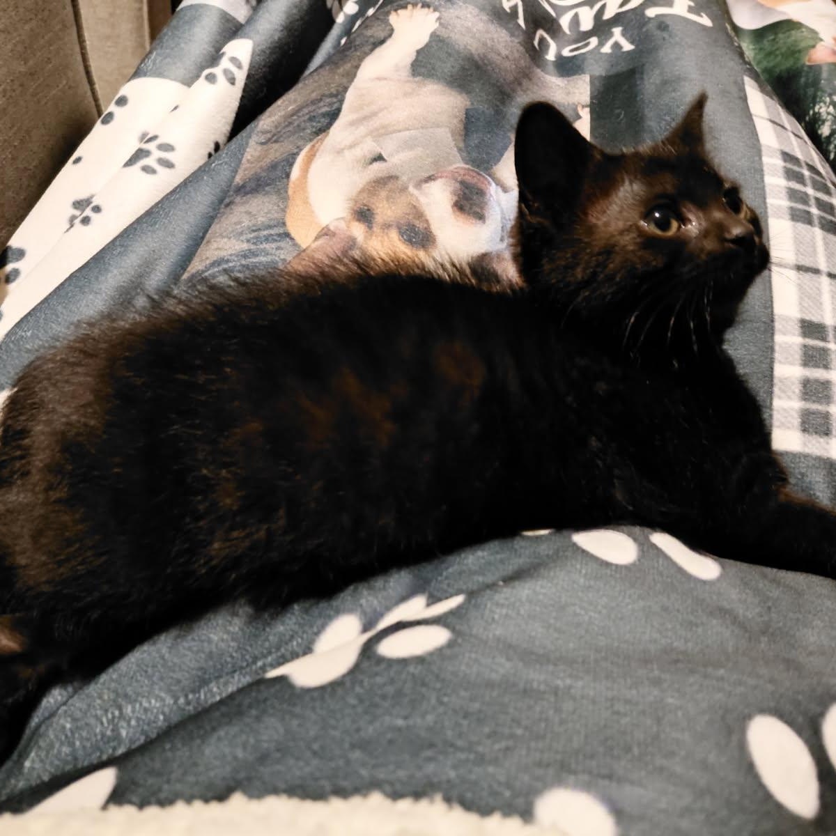 Felicia , an adopted Domestic Short Hair in Joliet, IL image 6/6