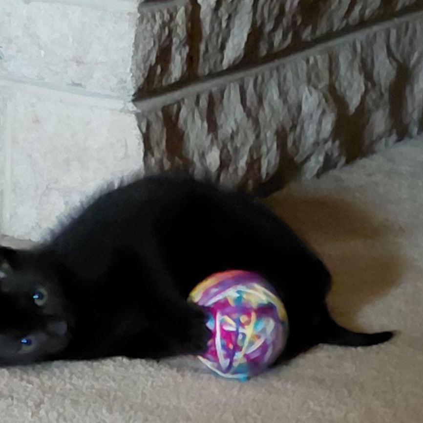 Felicia , an adopted Domestic Short Hair in Joliet, IL image 5/6