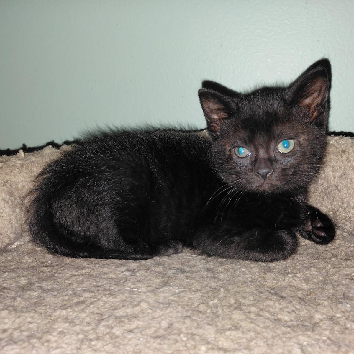 Felicia , an adopted Domestic Short Hair in Joliet, IL image 1/6
