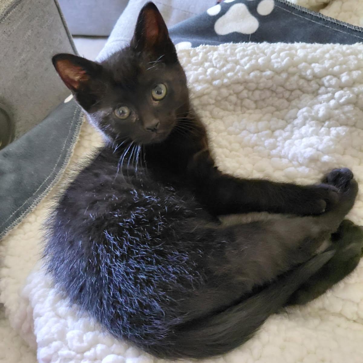 Felicia , an adopted Domestic Short Hair in Joliet, IL image 4/6