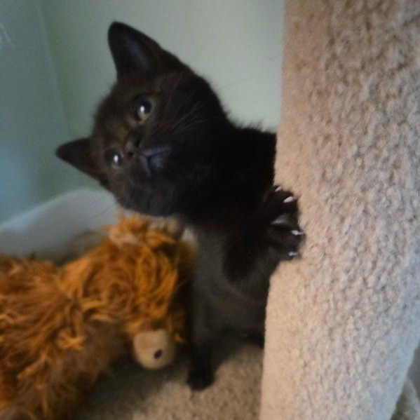 Felicia , an adopted Domestic Short Hair in Joliet, IL image 2/6