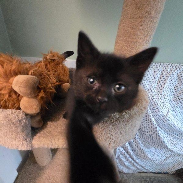Felicia , an adopted Domestic Short Hair in Joliet, IL image 3/6