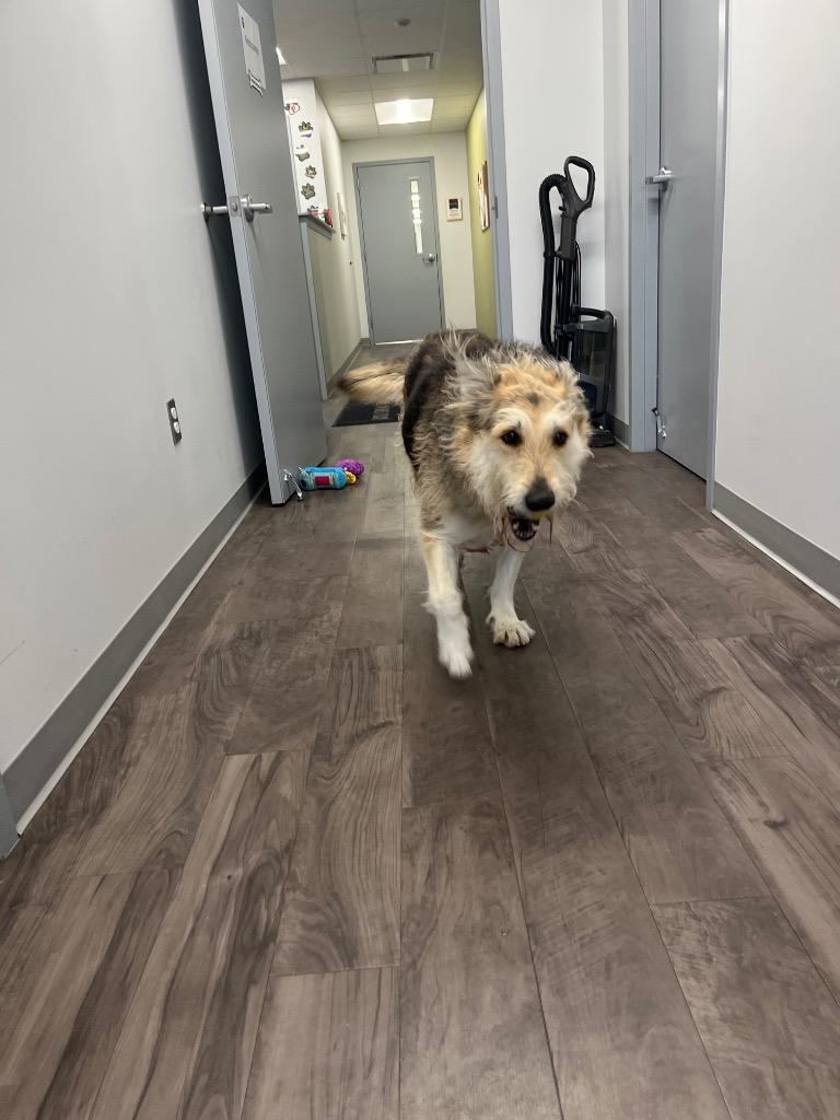 Maggie, Adoptable, Adult Female Airedale Terrier & Mixed Breed.