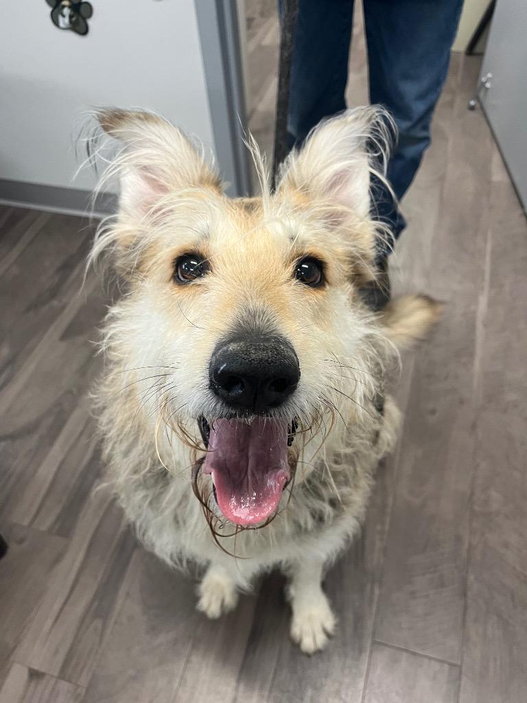 Maggie, Adoptable, Adult Female Wirehaired Terrier & Mixed Breed.