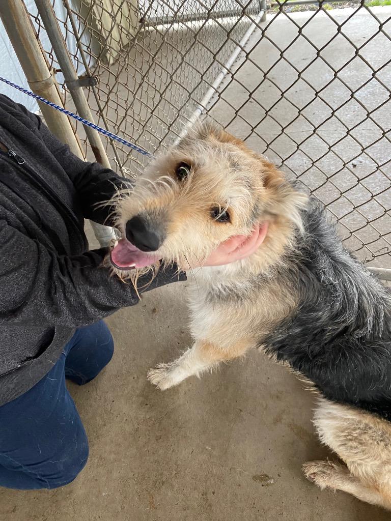 Enlarge Maggie, a Adoptable mixed breed in Auburn, IN image 3/4