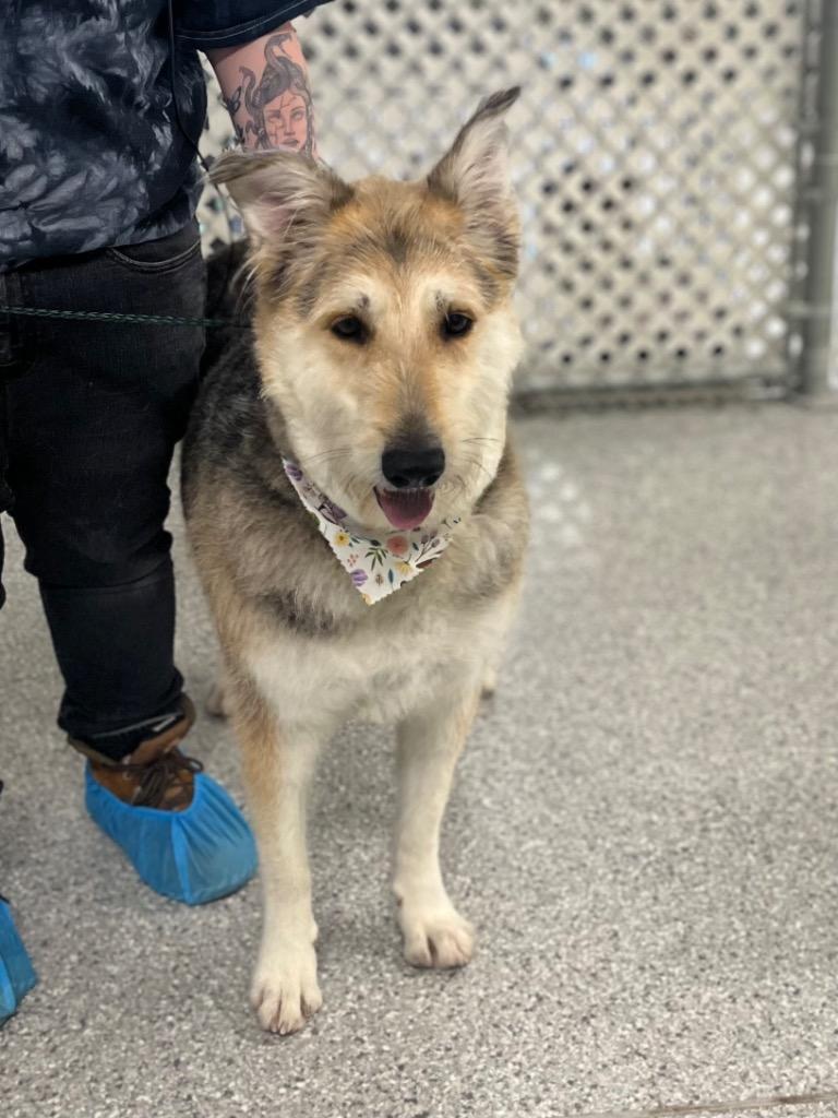 Enlarge Maggie, a Adoptable mixed breed in Auburn, IN image 3/6